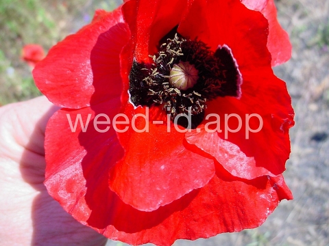 poppy, corn